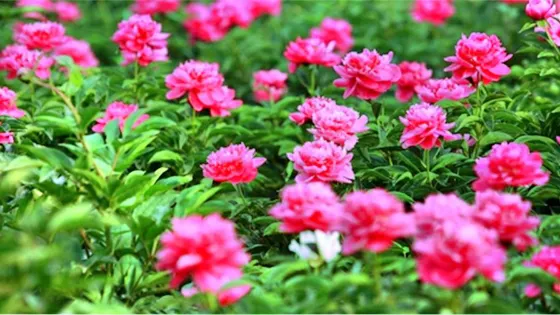 芍葯谷景區