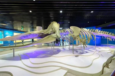 青岛水族馆-海洋生物馆
