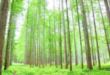 会同旅游图片-靖州2日游