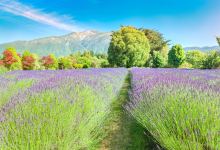 凯库拉薰衣草农场景点图片