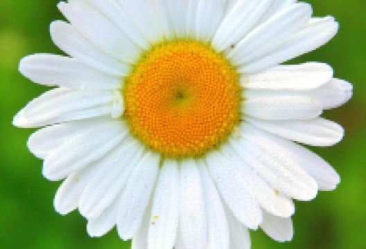 The State Botanical Garden of Georgia景点图片