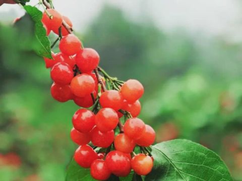 小长假倒计时！快来阿坝州吃樱桃，抿甜！管饱！