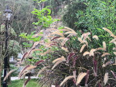 珠海游记图片] 两天一夜：星乐度·露营小镇——荡漾在春天的的日子