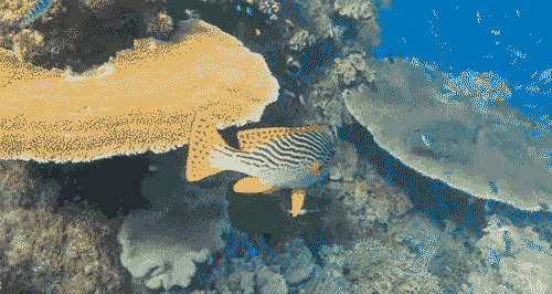 大堡礁游记图片] 国家公园精选|大堡礁国家公园