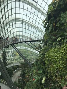 云雾林-新加坡-戴戴戴小喵