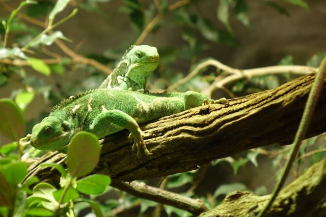 Melbourne Zoo