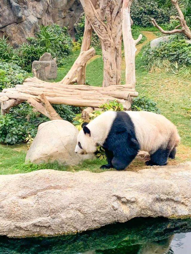Ocean Park Hong Kong