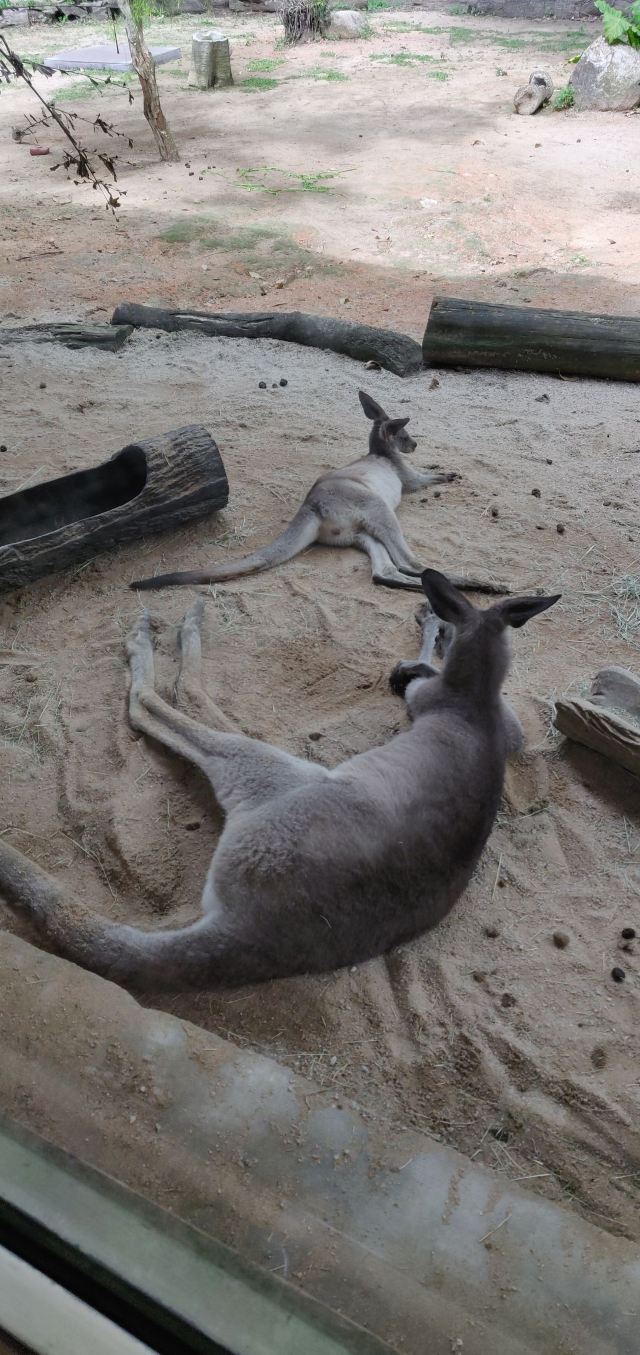 Singapore Zoo