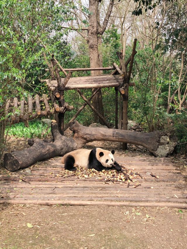 Chengdu Research Base of Giant Panda Breeding