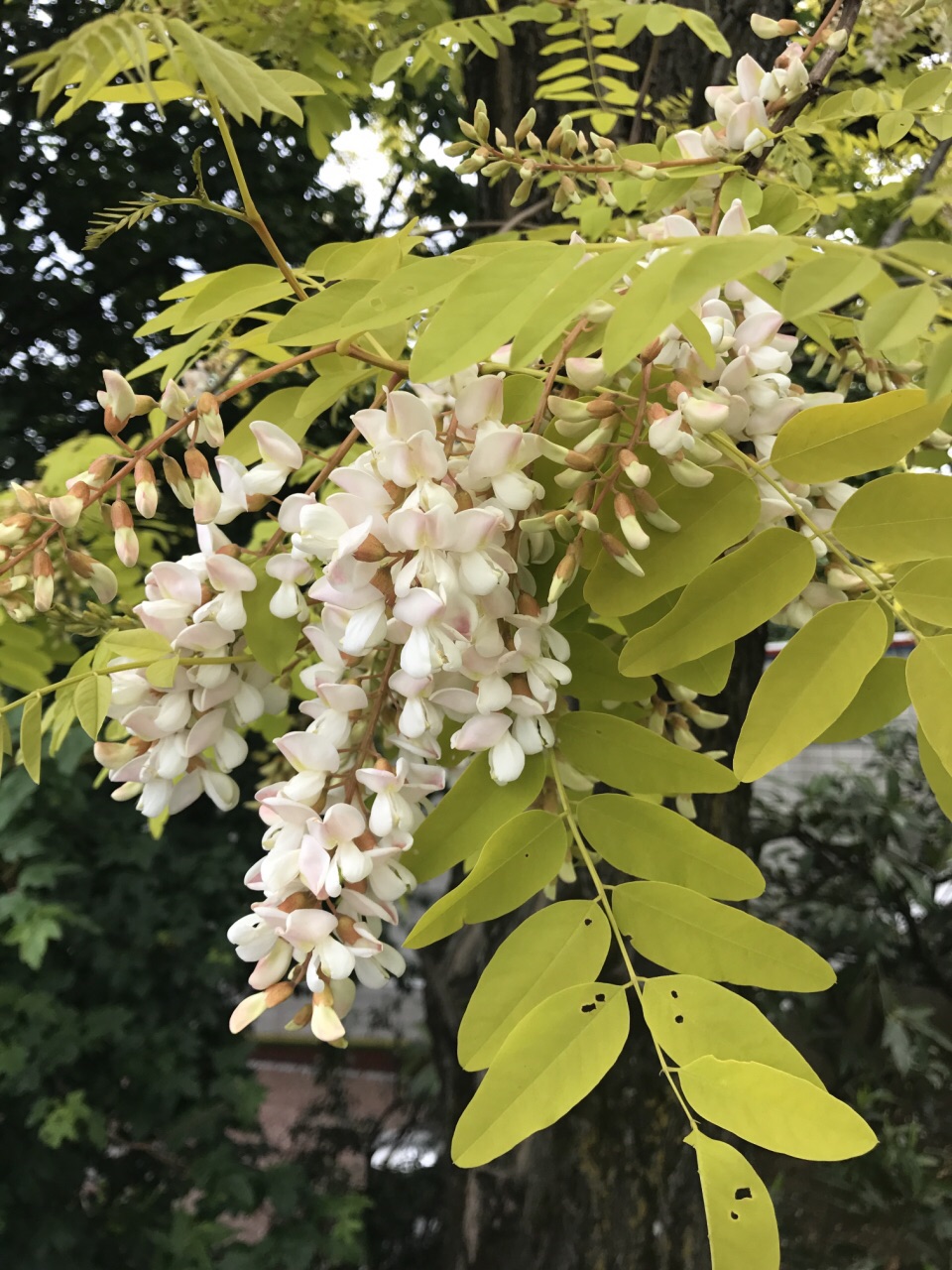 日内瓦大学游记