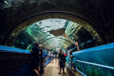 悉尼水族馆-悉尼-doris圈圈