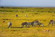 安波塞利国家公园-Amboseli-doris圈圈