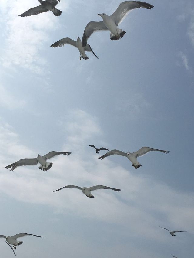 완냐오다오(만조도)