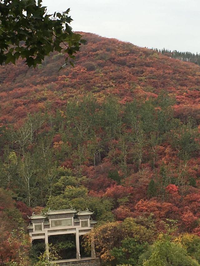 홍엽곡