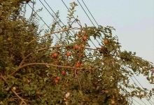 米东国际大酒店·火锅美食图片