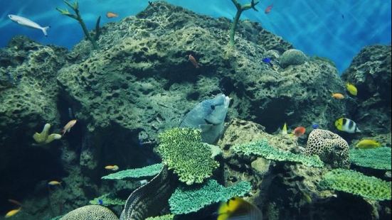 大洗水族館