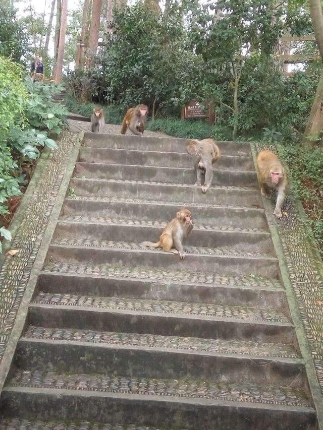 구이화다오