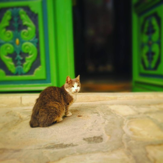 凯鲁万大清真寺的门&猫猫
