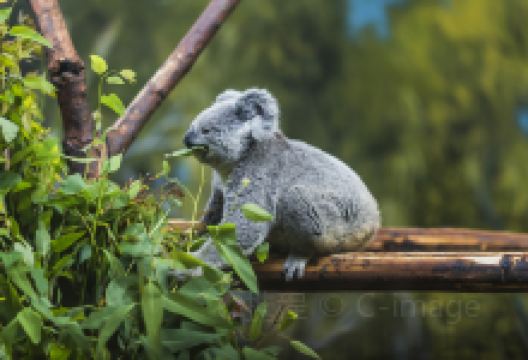 沃威克旅游图片-黄金海岸亲子休闲2日游