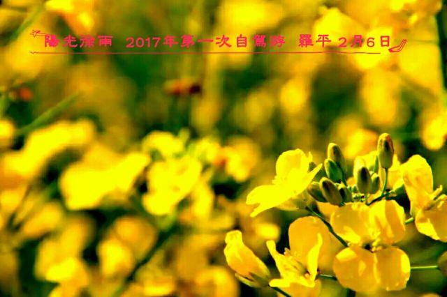 Luoping Canola Flower Ocean