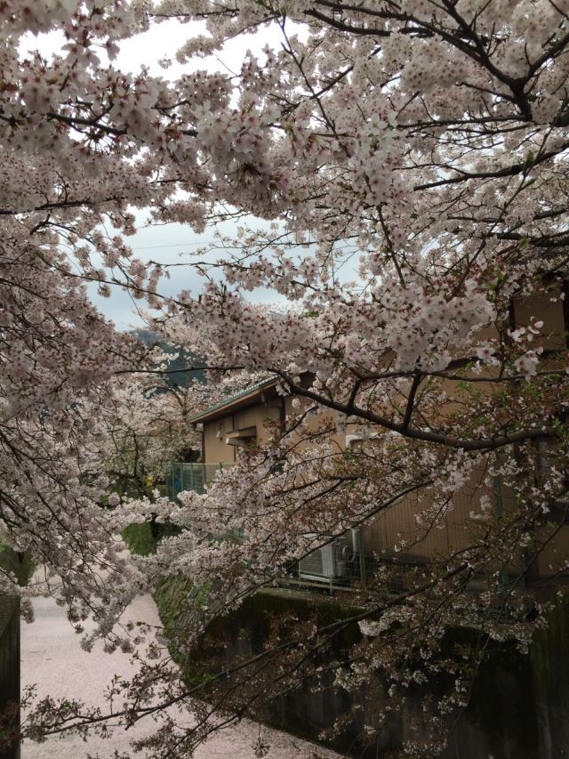 Philosopher's Walk