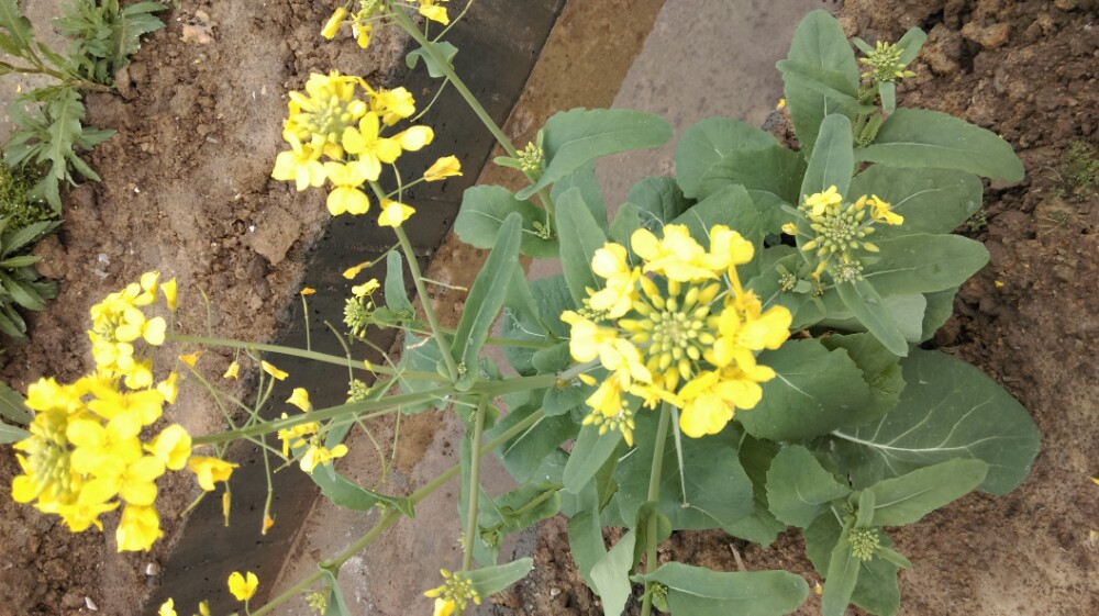 仙居油菜花节