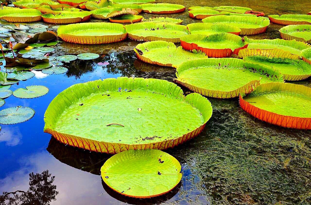 毛里求斯植物园，巨大的王莲，可以承受一个成人的重量。在巴西亚马逊河，都能见到它的身影