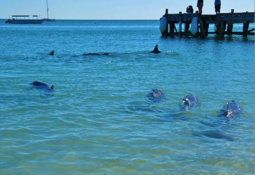 The Boughshed Restaurant