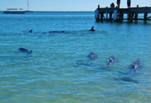 The Boughshed Restaurant美食图片