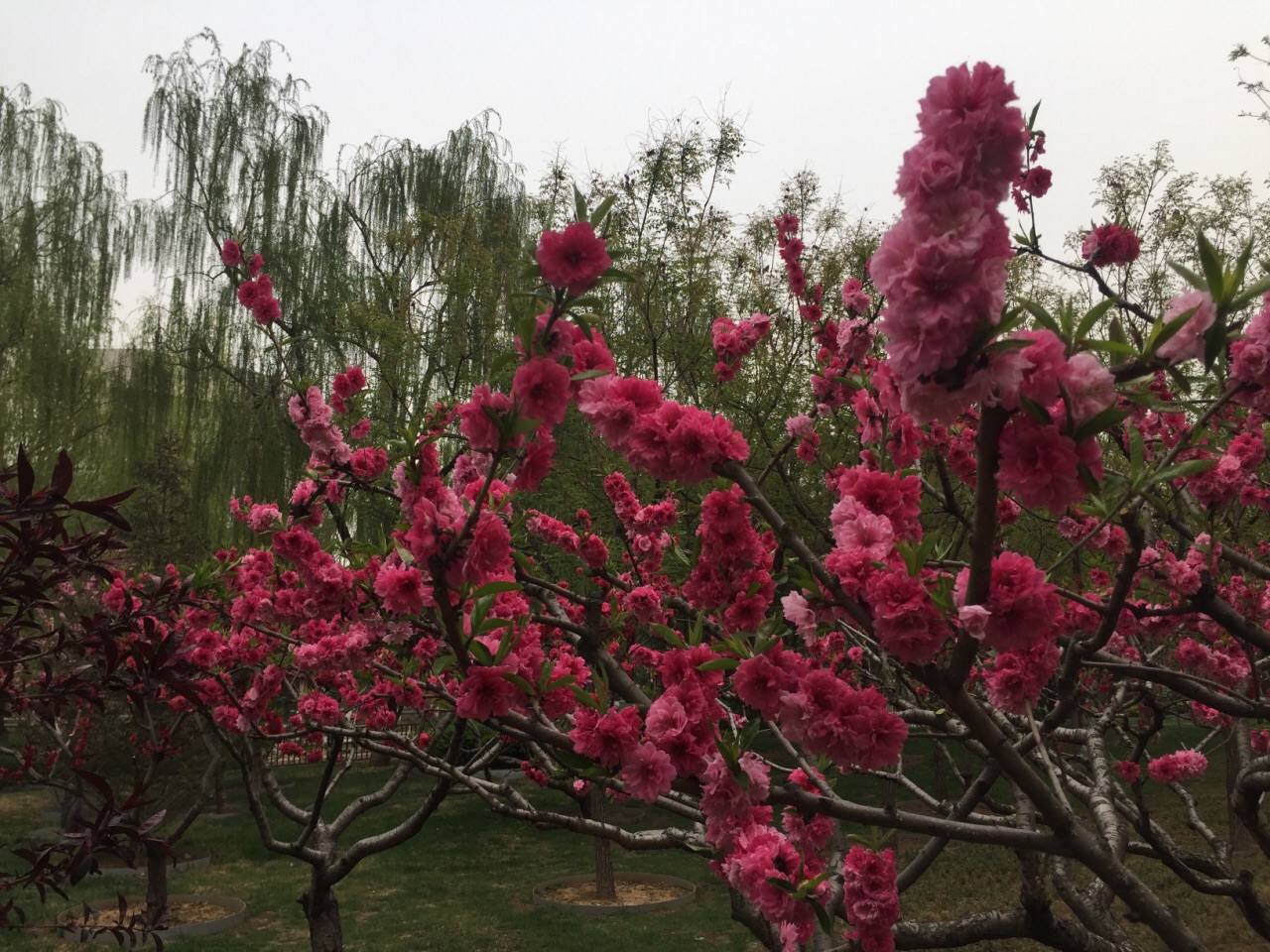 南长河公园的花儿之五 应该是榆叶梅的一种，大部分品种的榆叶梅已经开过了，这种还在盛期。花期一如人之青