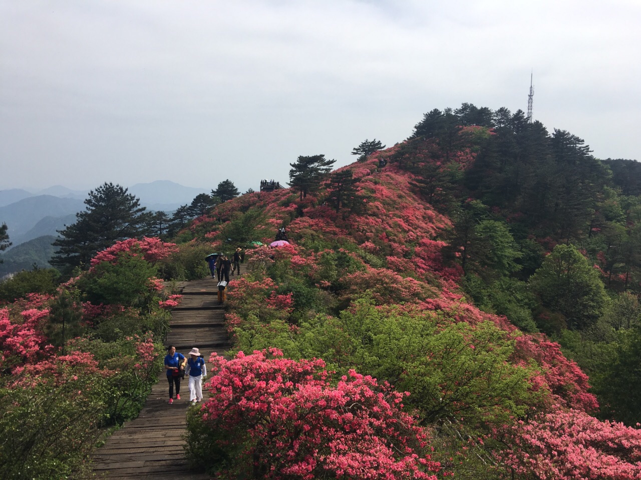 映山红