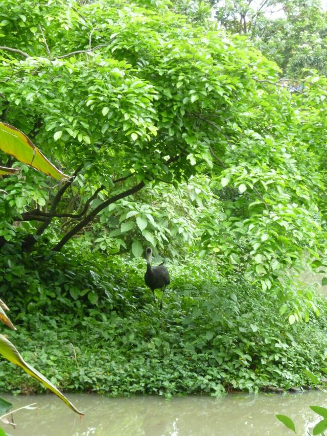 Chimelong Bird Park