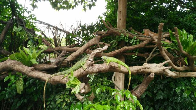 Chimelong Bird Park