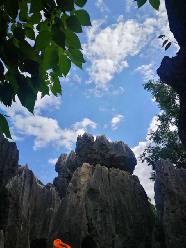 Stone Forest