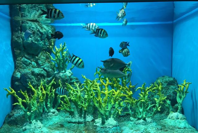 Noboribetsu Marine Park Nixe