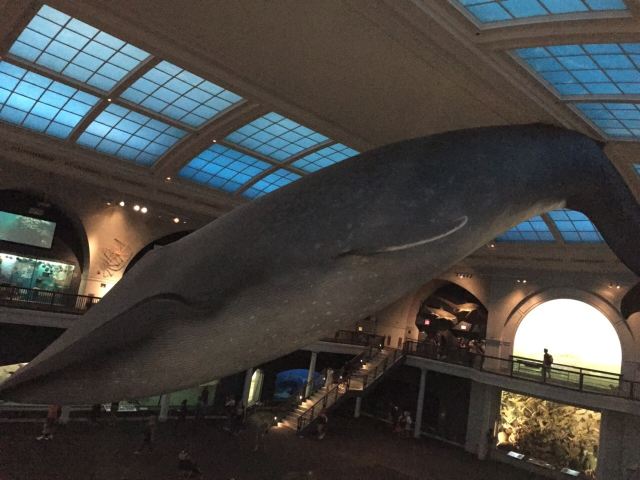 American Museum of Natural History