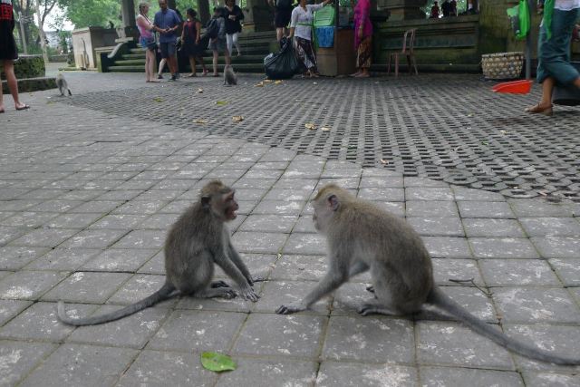Ubud Monkey Forest