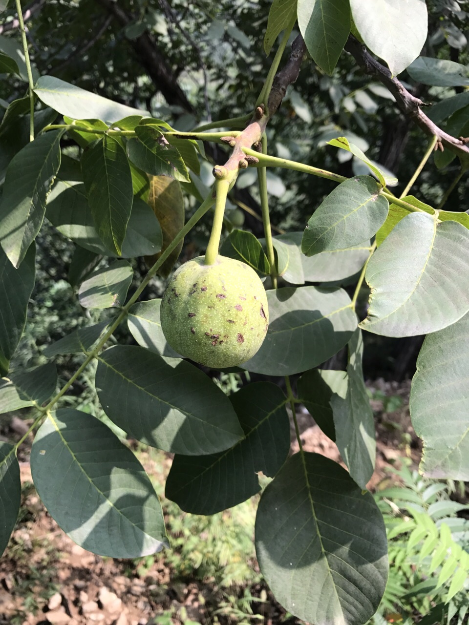 涉县深山里的小山村