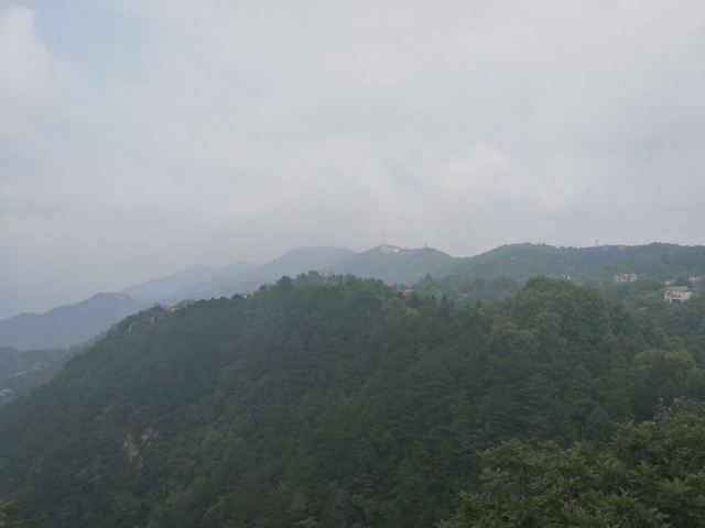수탉 산