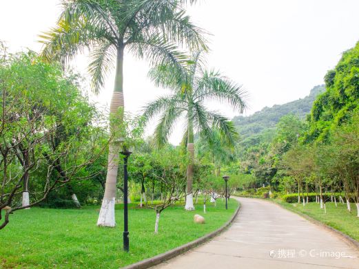 龙头山森林公园
