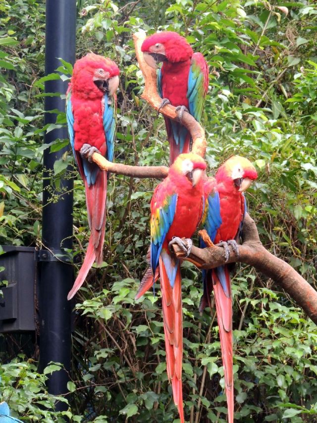 Chimelong Bird Park