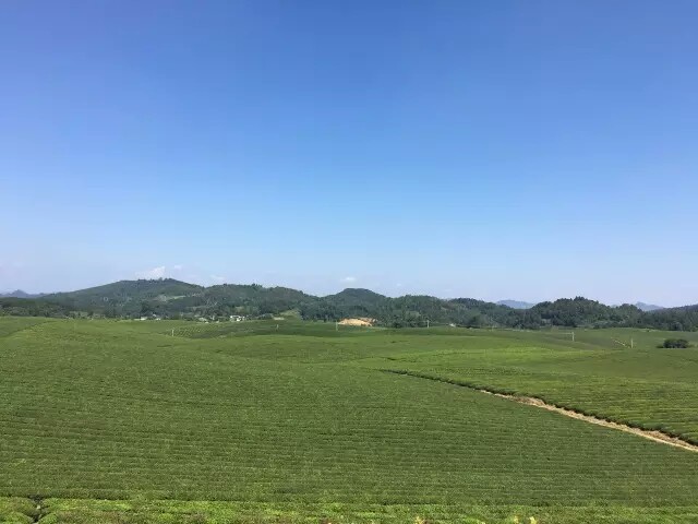 中国名茶之乡－湄潭