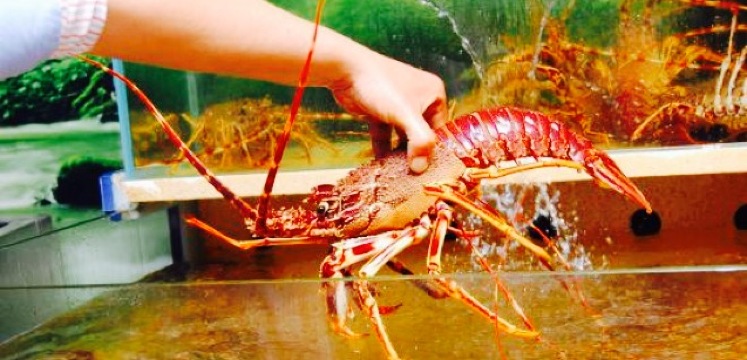 CATALANO Ristorante餐厅图片