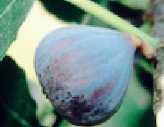 Blue Fig Cafe
