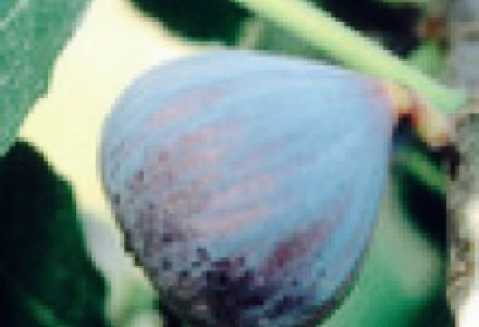 Blue Fig Cafe美食图片