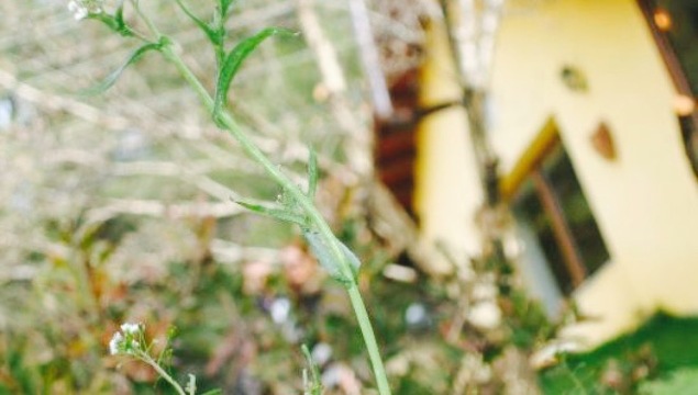 Badem Restaurant餐厅图片