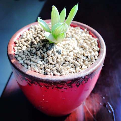 肯德基(吴江运东店)