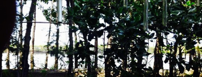 Resto Pringsewu Tegal餐厅图片