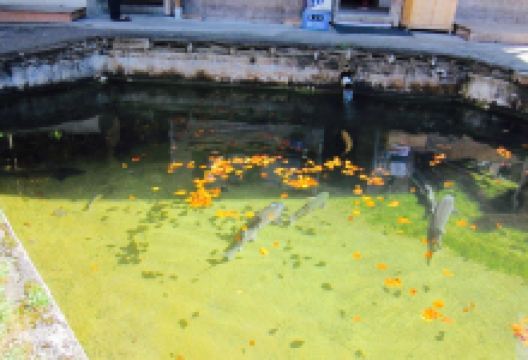 Herzogliche Fischzucht美食图片