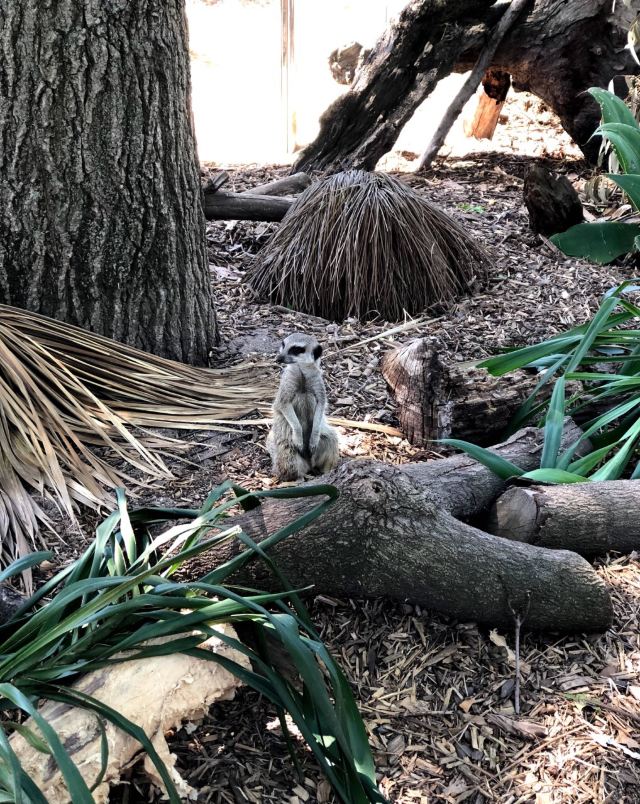 Melbourne Zoo